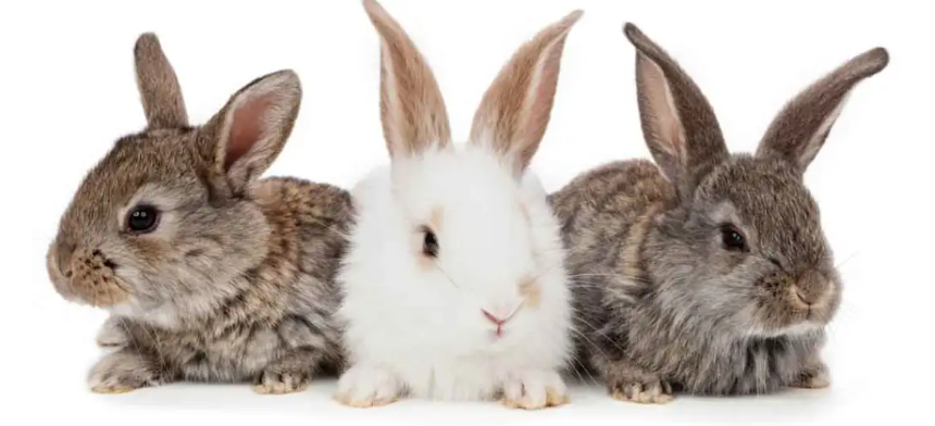 Разведение кроликов на дачном участке и уход за кроликами, в том числе обработка шерсти, шкурок и кожи - не сложная наука, но процесс имеет свои особенности и закономерности