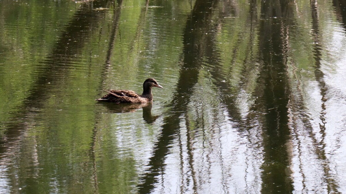     Автор: Артем Шершнев Источник: atas.info