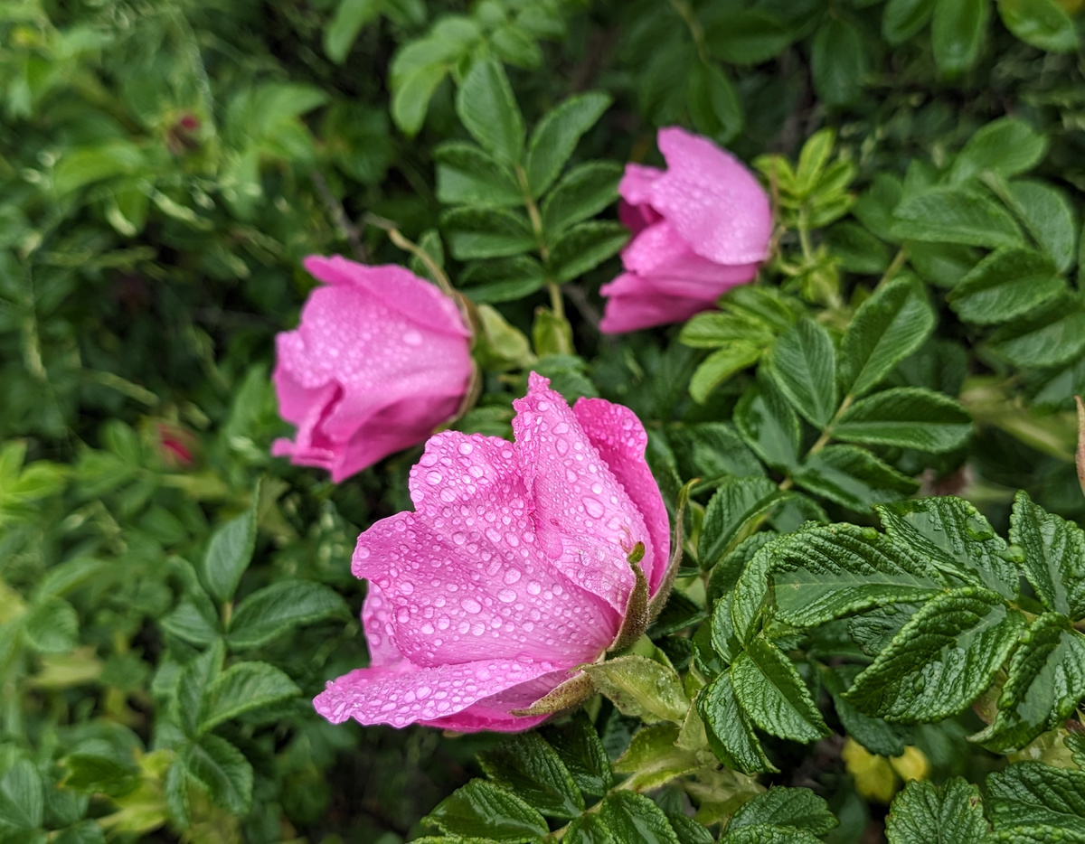 Капли воды усиливают свежесть и красоту крупных цветов. 