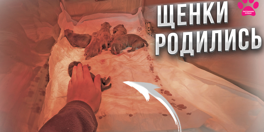 Что со щенками? Один щенок НЕ КАК ВСЕ! Сколько их? Как они? Труд заводчика как он есть. Последние булли в питомнике? Новое видео!