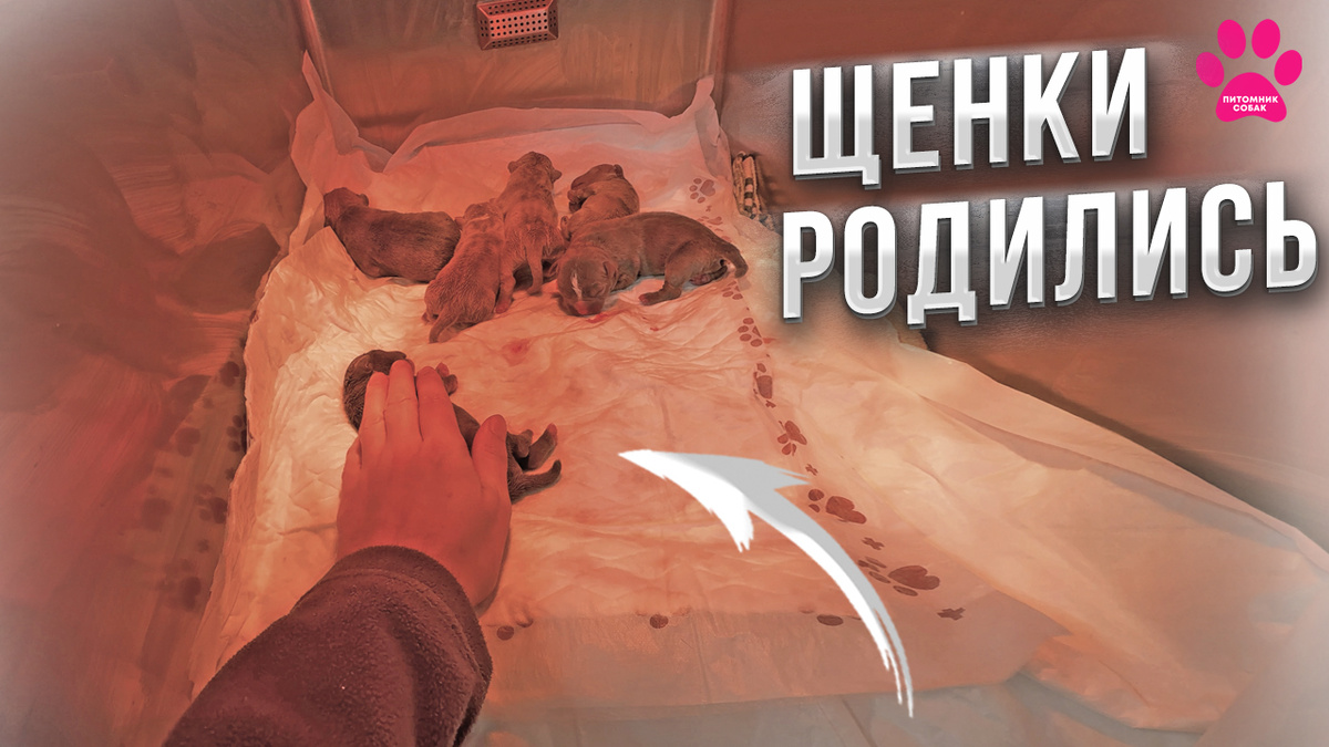 Щенки родились!