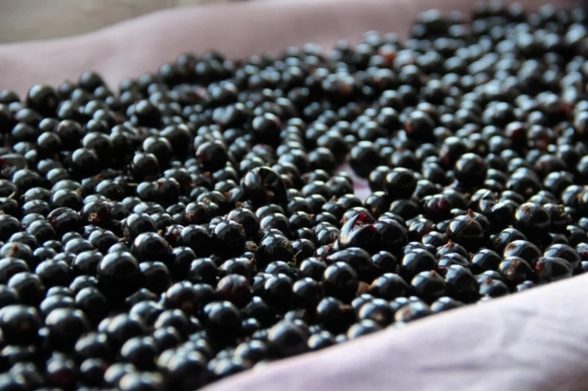    Галловая тля на смородине: секреты эффективной борьбы с вредителем