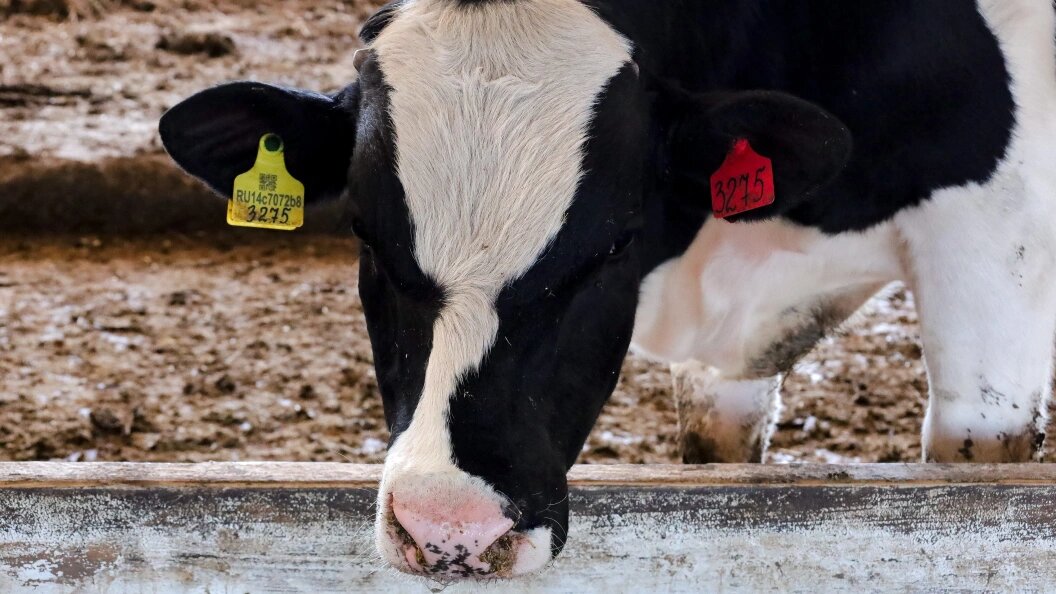    Elena Mayorova/Globallookpress