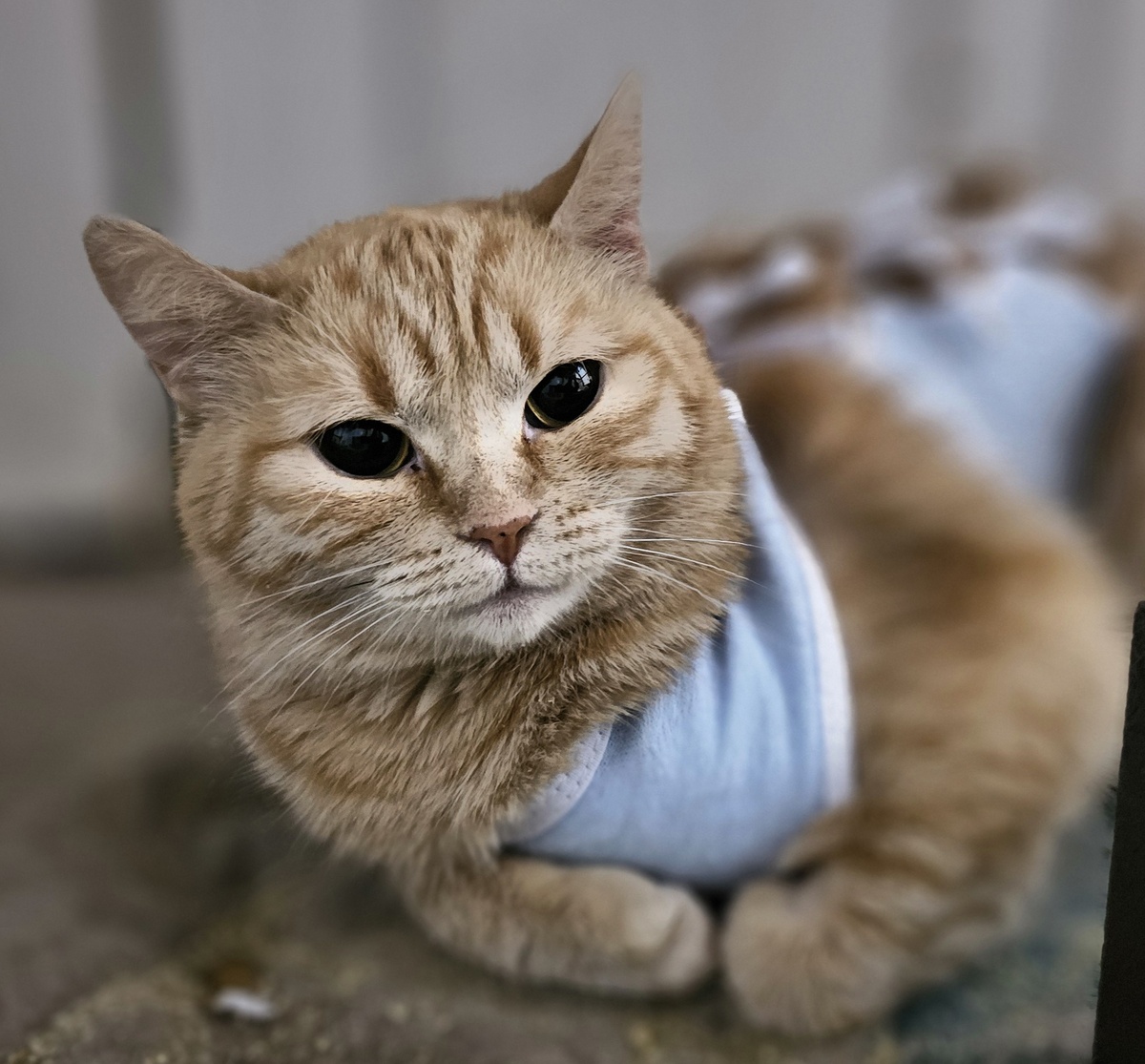 Фото автора. Наша заболевшая фипом Ясиния.