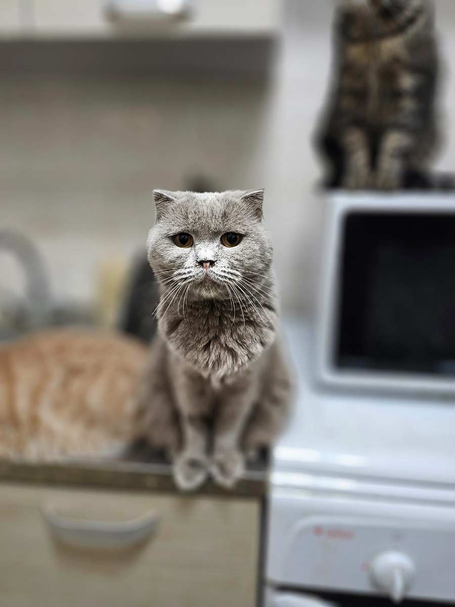 Фото автора. Наша Лилу болеющая фип.