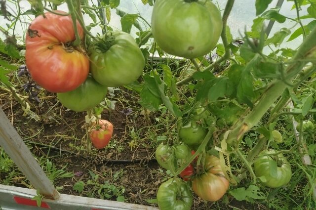    Симптомы вируса разнообразны. Фото: АиФ/ Татьяна Бахтигозина