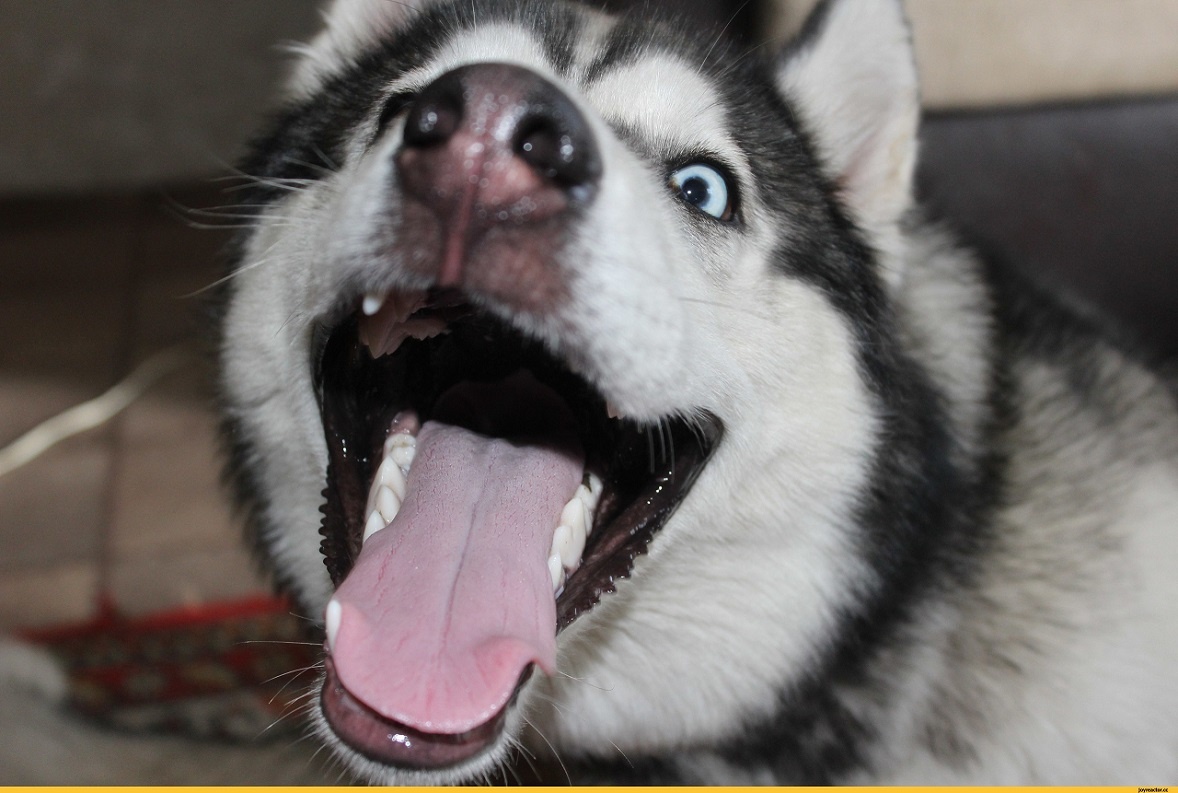 -Откройт ротик! Высуньте язык. Скажите: "ААА"!