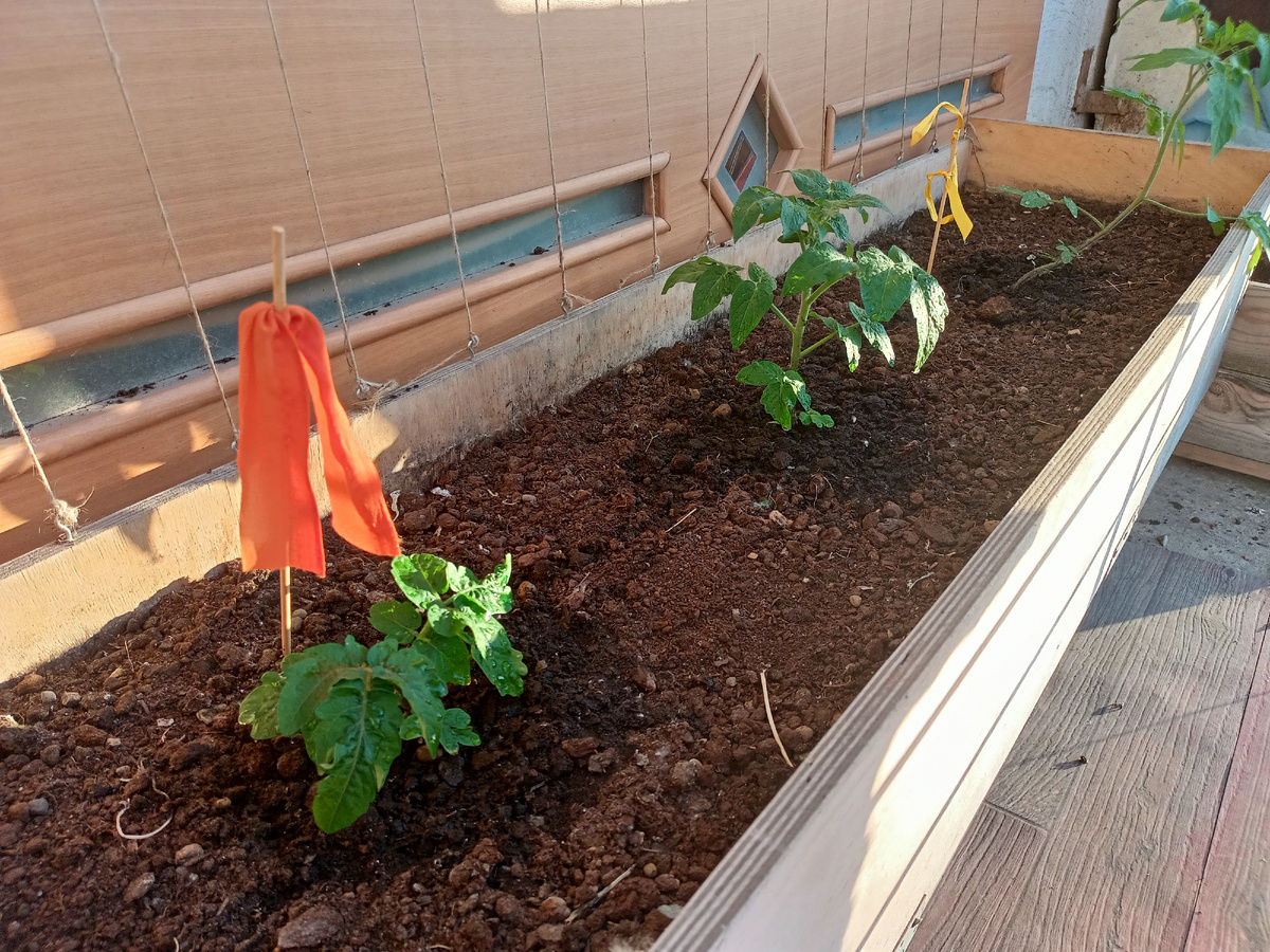 Томаты на открытом балконе