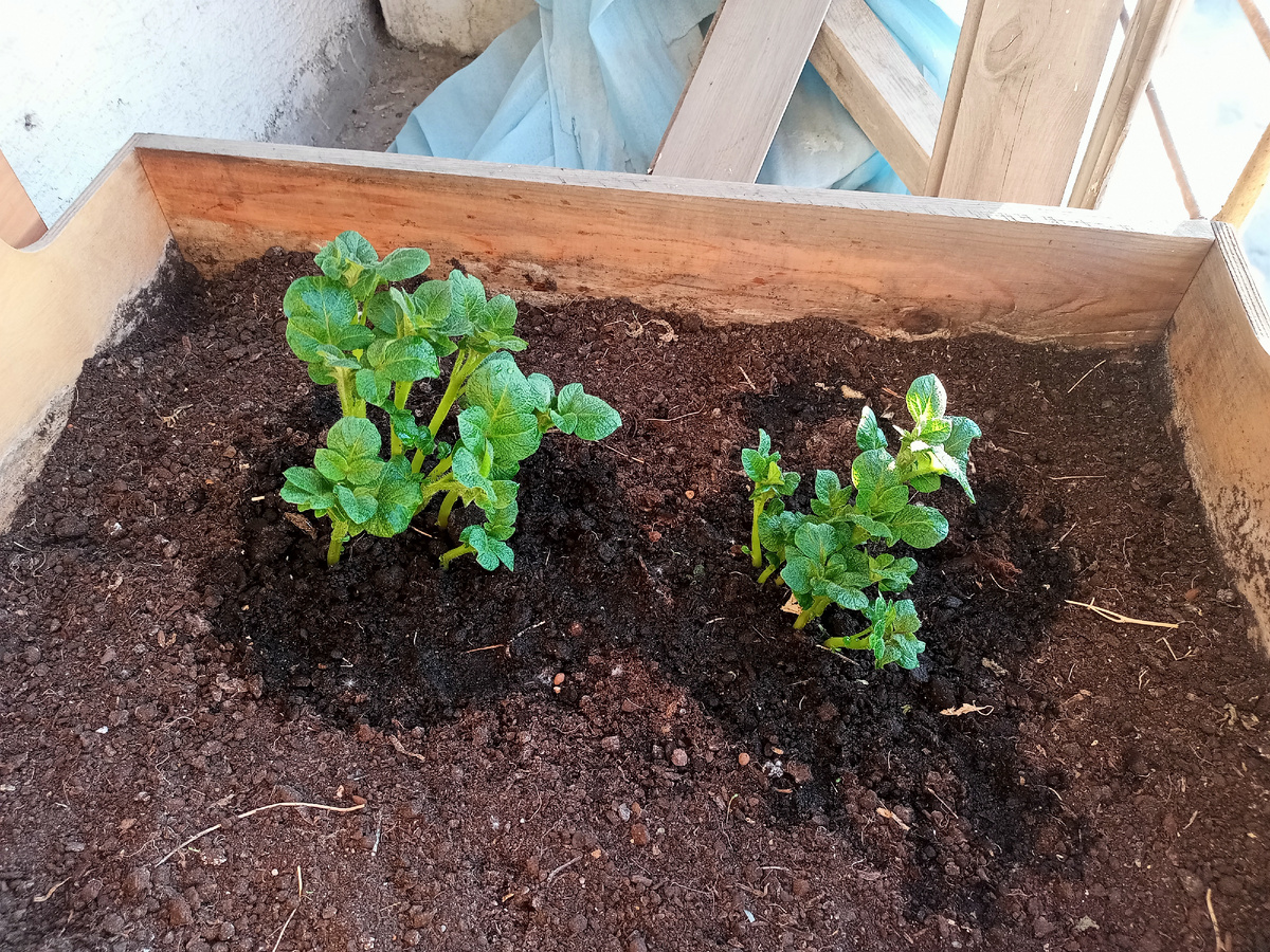 Картофель на балконе