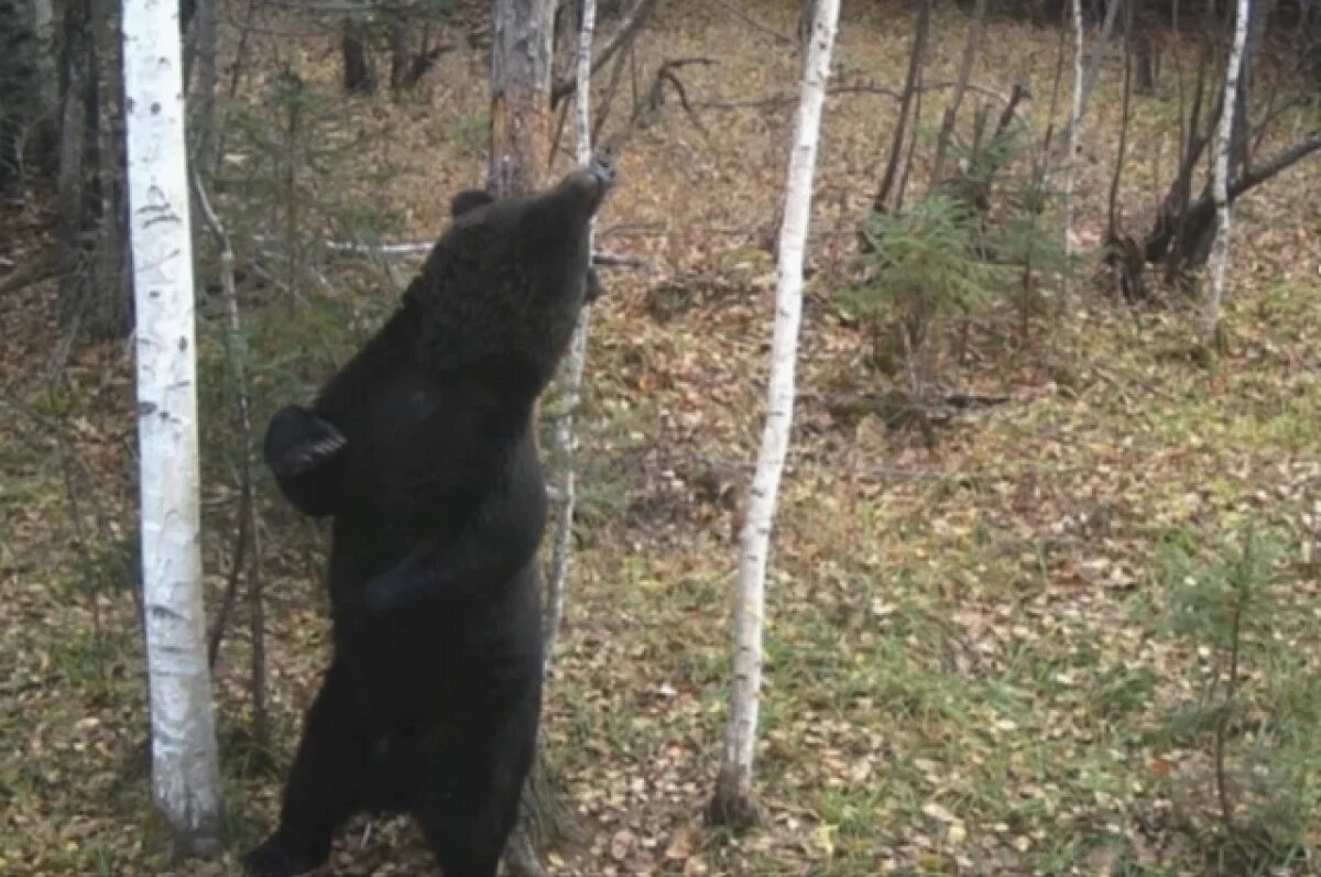    По улицам города Усть-Илимска прогуливался медведь