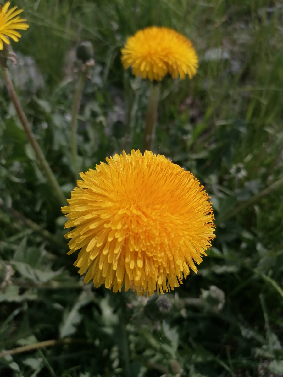 Фото автора. Одуванчик наслаждается жизнью