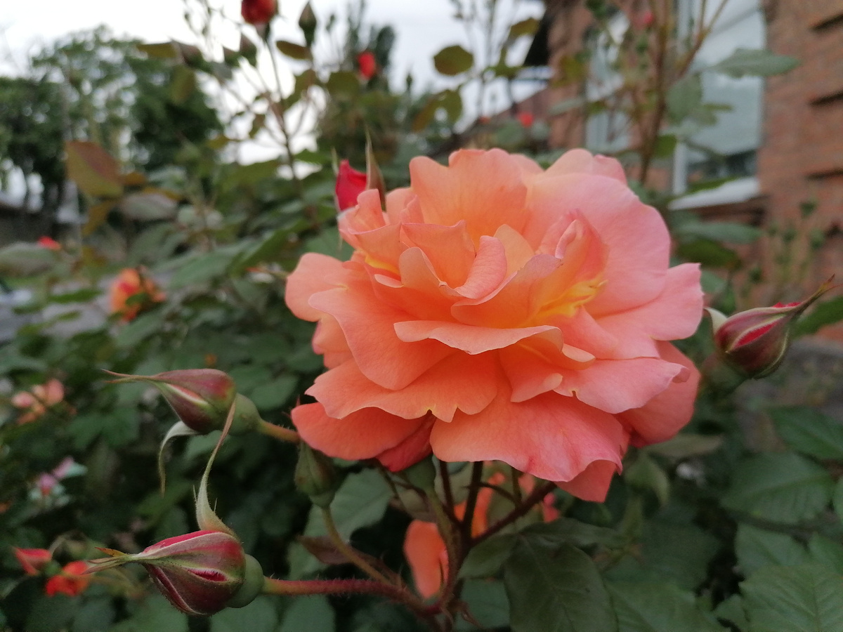 Фото автора. Прекрасная роза