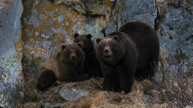    Проснувшиеся медведи еще плохо видят. Фото: Дмитрий Шпиленок.