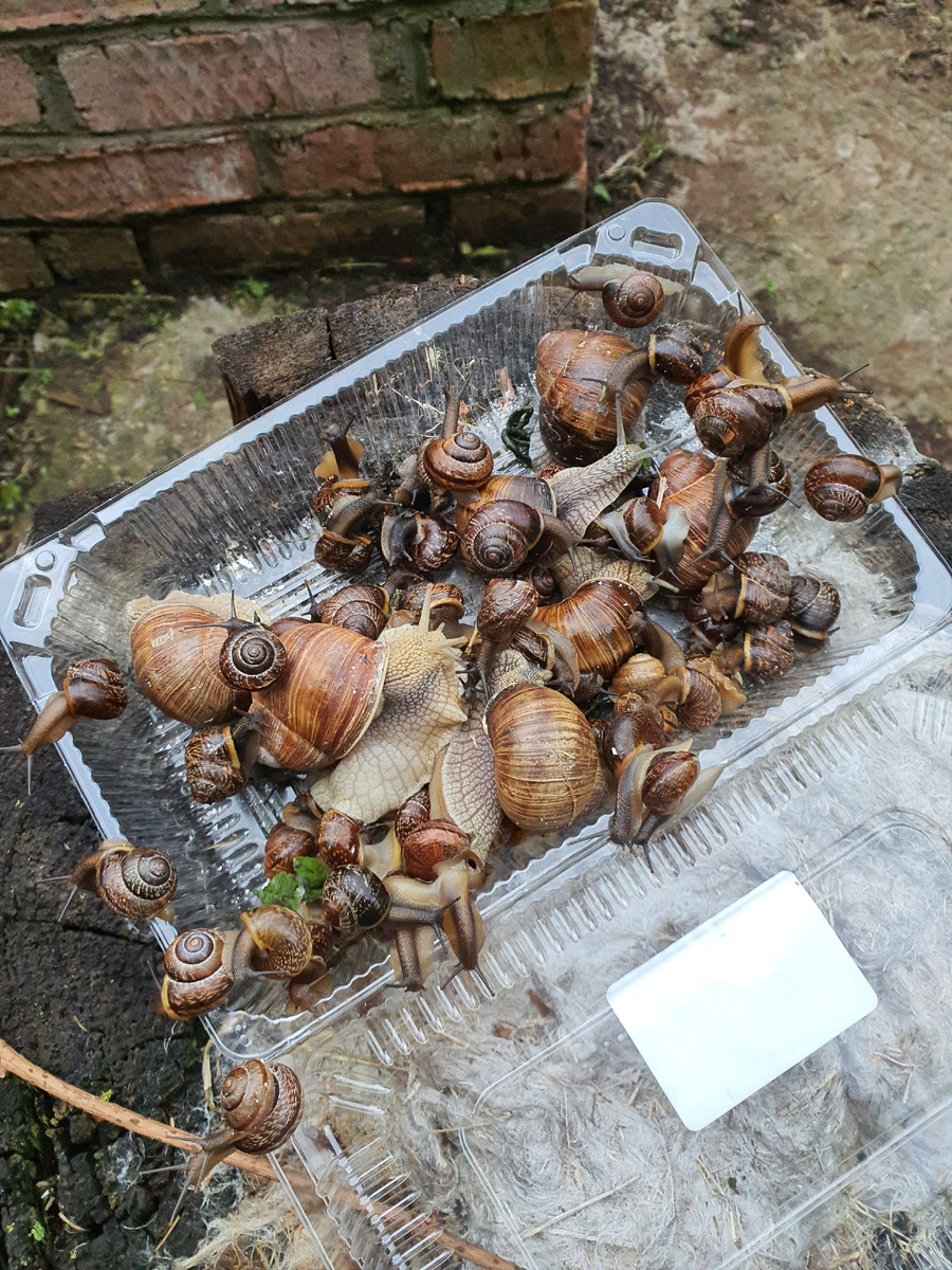 Фото автора. Улиточный урожай.