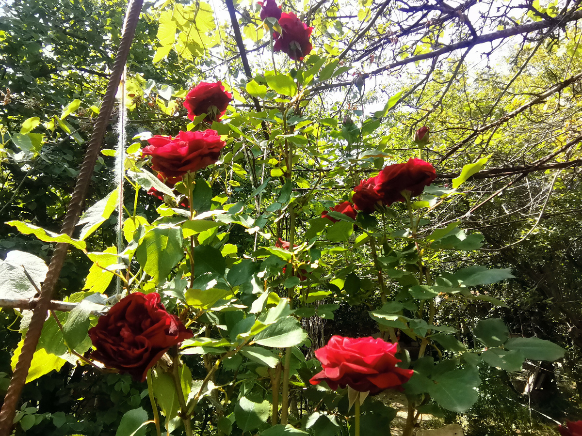 Розы зацветают, как-то с опаской.