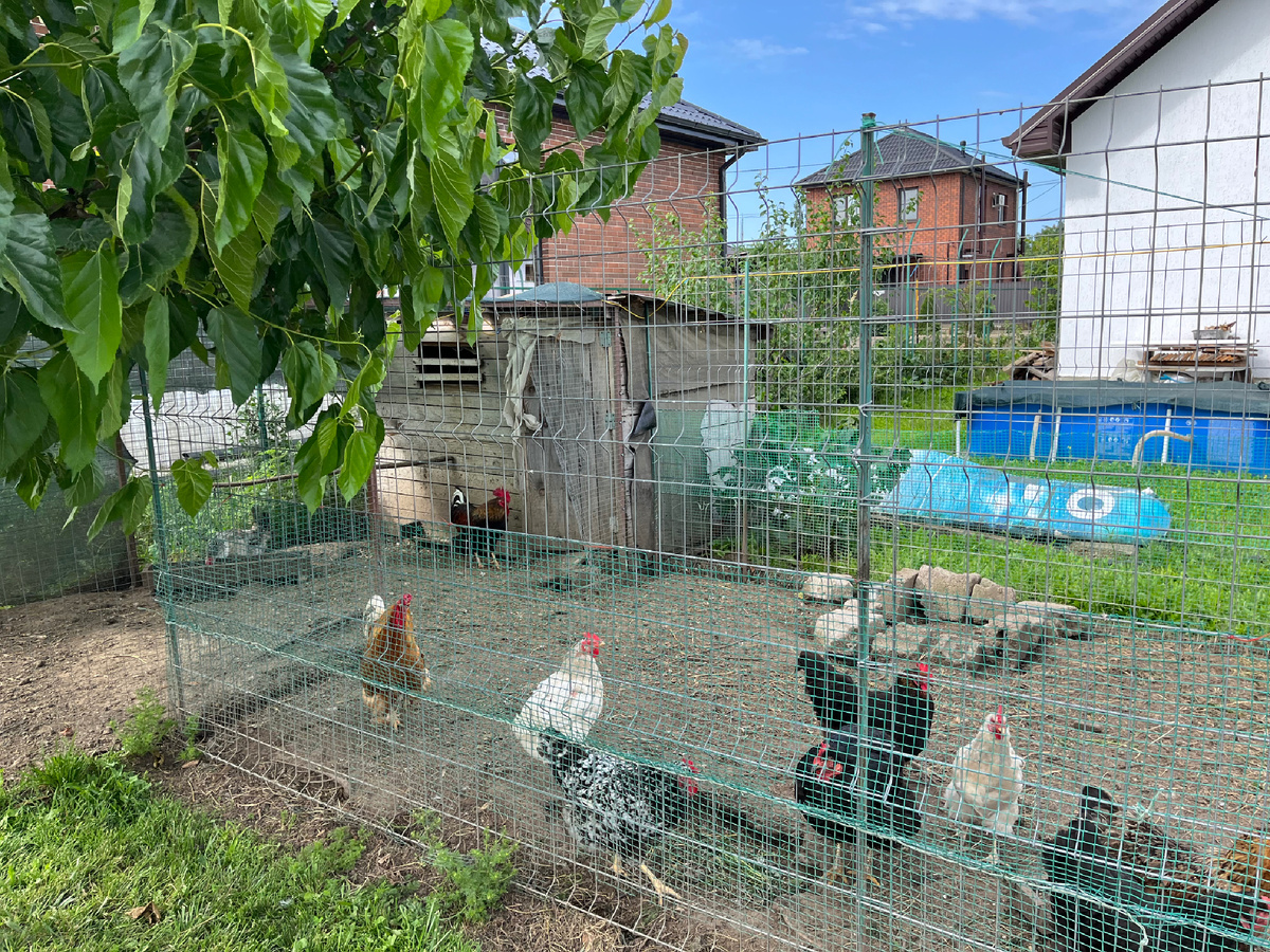 Сейчас курочки живут так