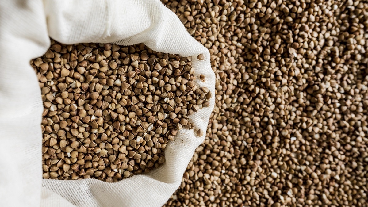    В Митрофанов день сажали гречиху. Фото: Freepik