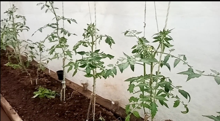 томаты на 17 июня в теплице, Сибирь/фото автора