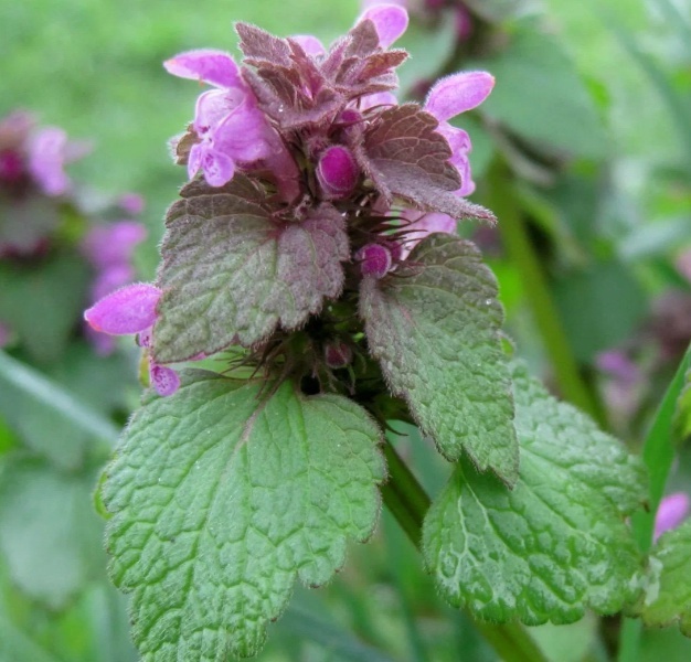 Яснотка в Тверской области