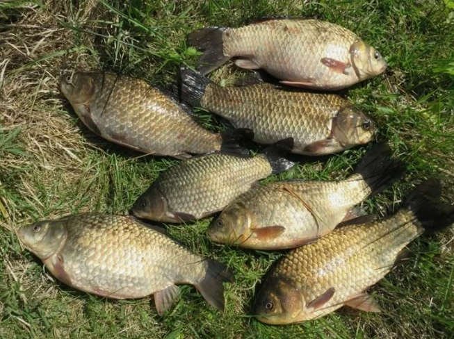 Караси пойманные летом в жару. Источник фото in.pinterest.com