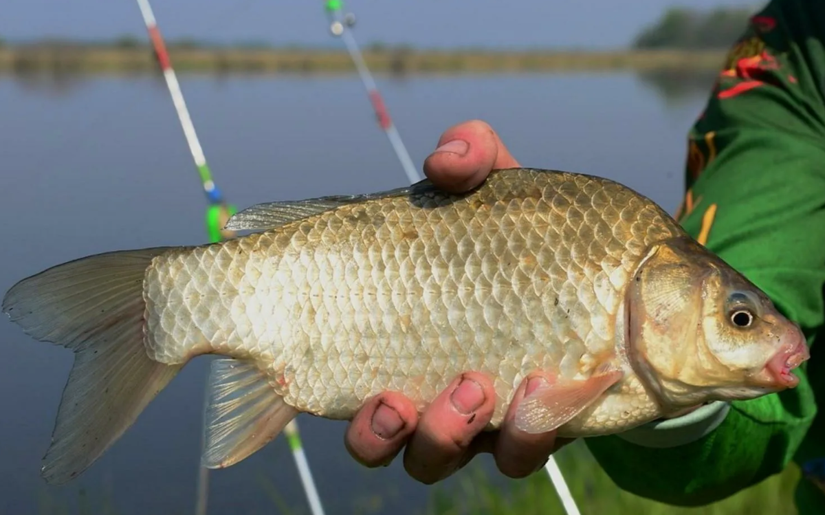 Карась пойманный на донки летом. Источник фото kasheloff.ru