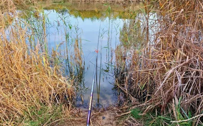 Рыбалка на поплавочную снасть в камышах. Источник фото immunocap.ru