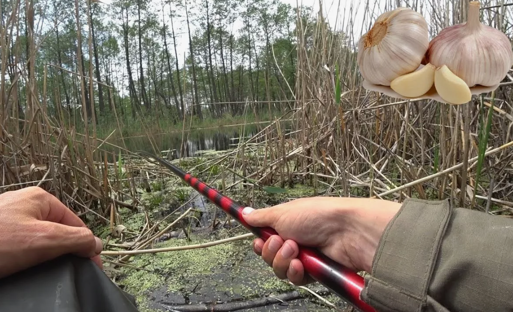 Рыбалка на насадку с запахом чеснока. Источник фото 
