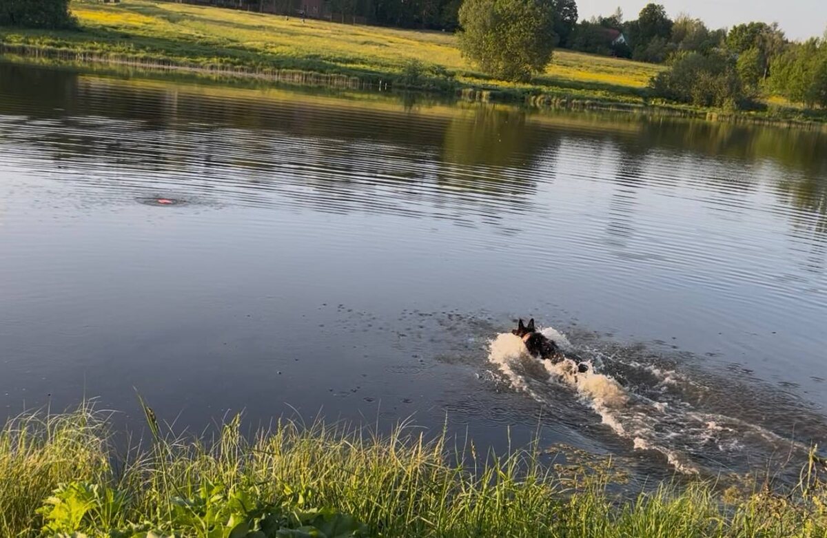Июнь 2025. Гуляем впервые недалеко от нашей дачи. Понимание потребностей и характера немецкой овчарки — ключ к построению гармоничных отношений. Пряник — яркий пример этого.