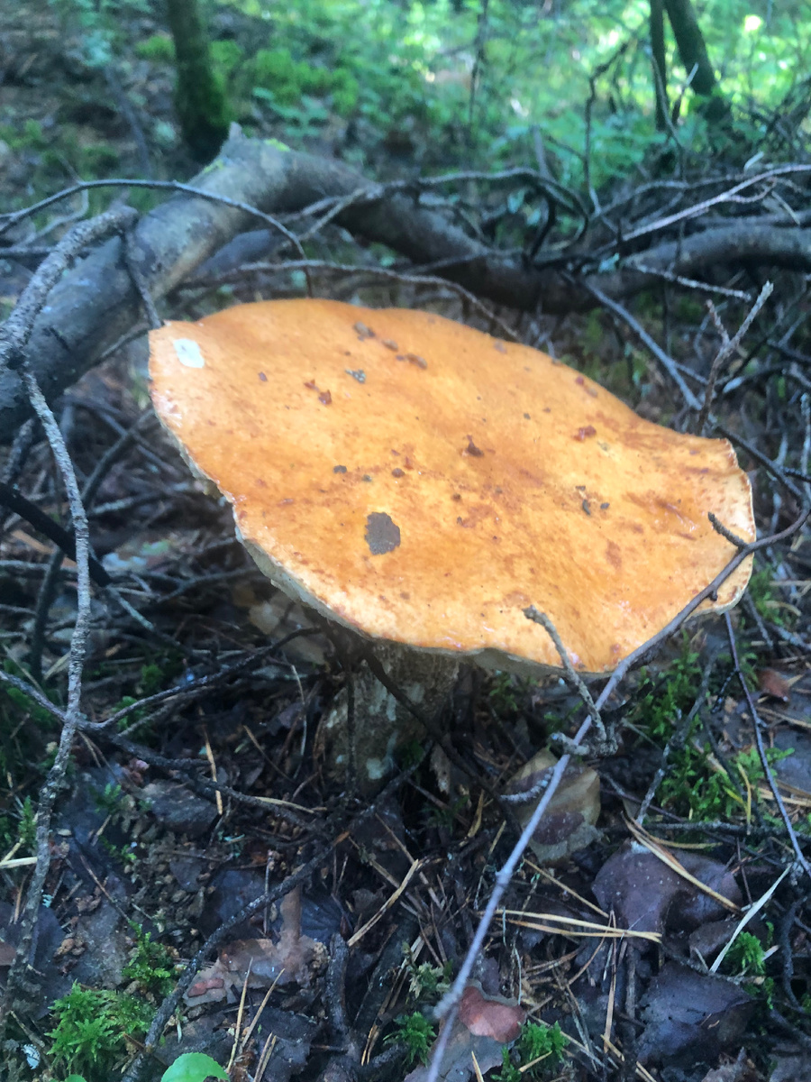 Подосиновик