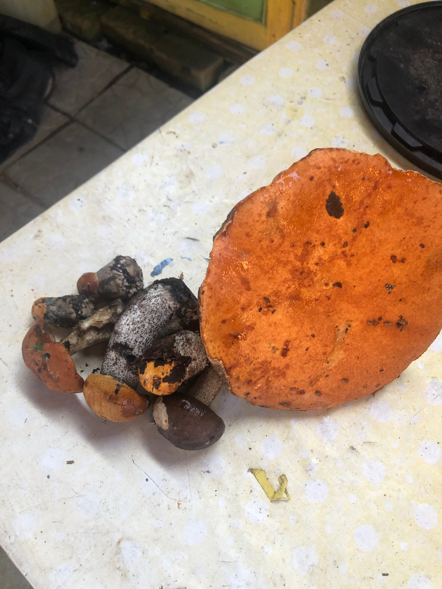 Первые грибы