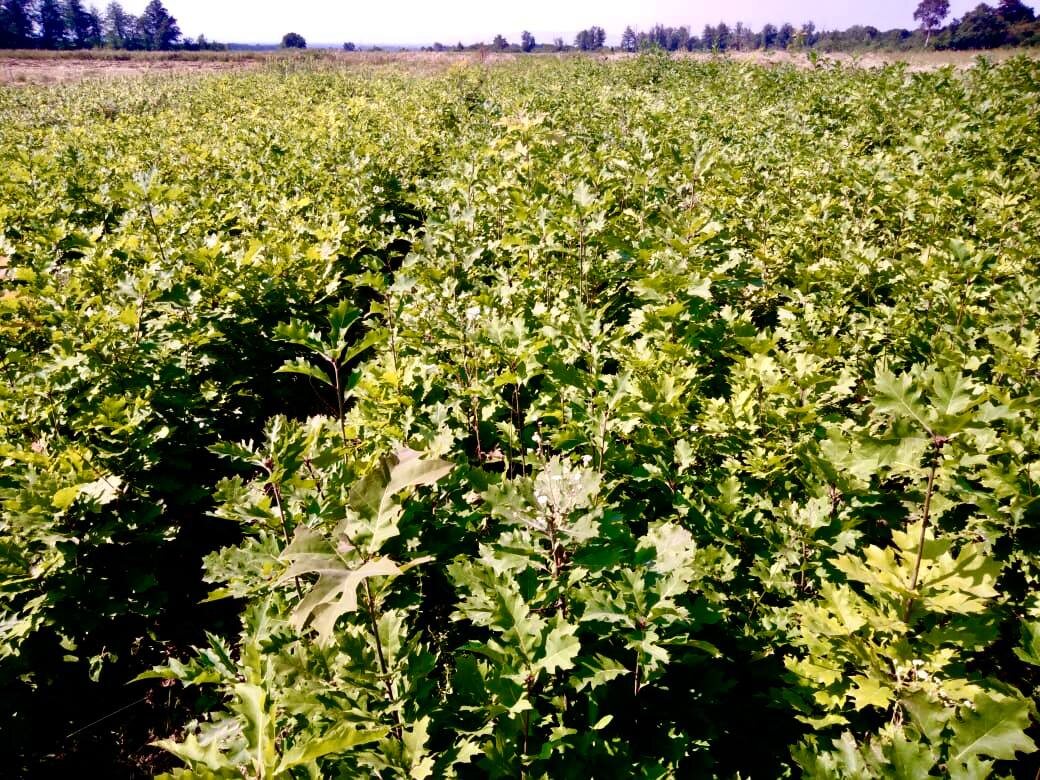    Фото: фото ГТРК-Алания