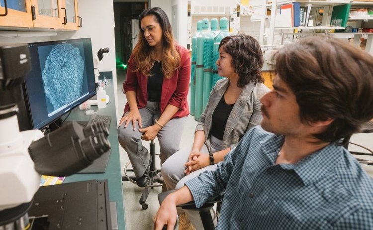    Создана первая обширная база данных микоризных грибов с экологической и аграрной ценностью