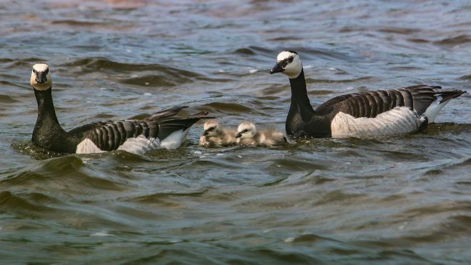 Фото: Ушами филина/telegram