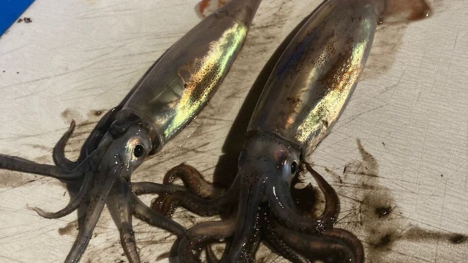     Источник: Улов 25