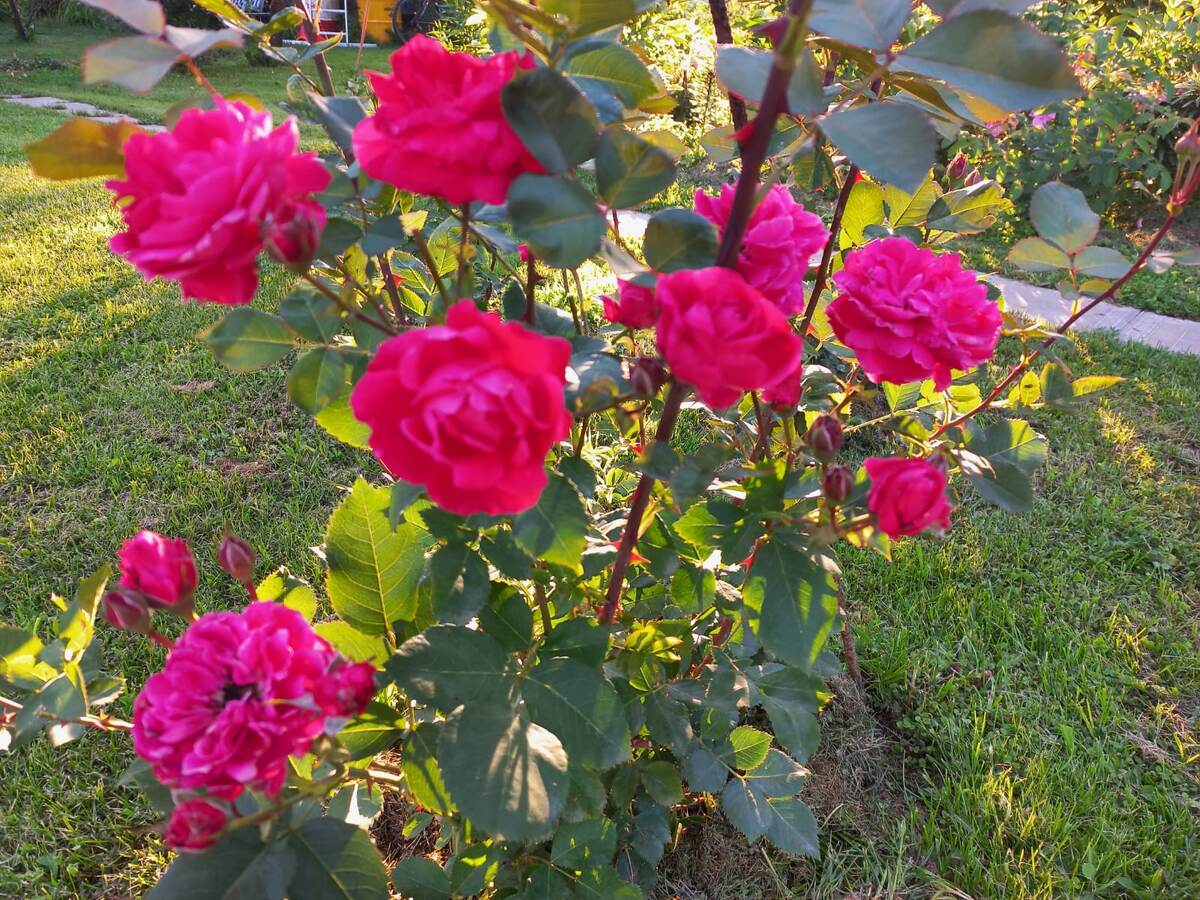 Александр Маккензи