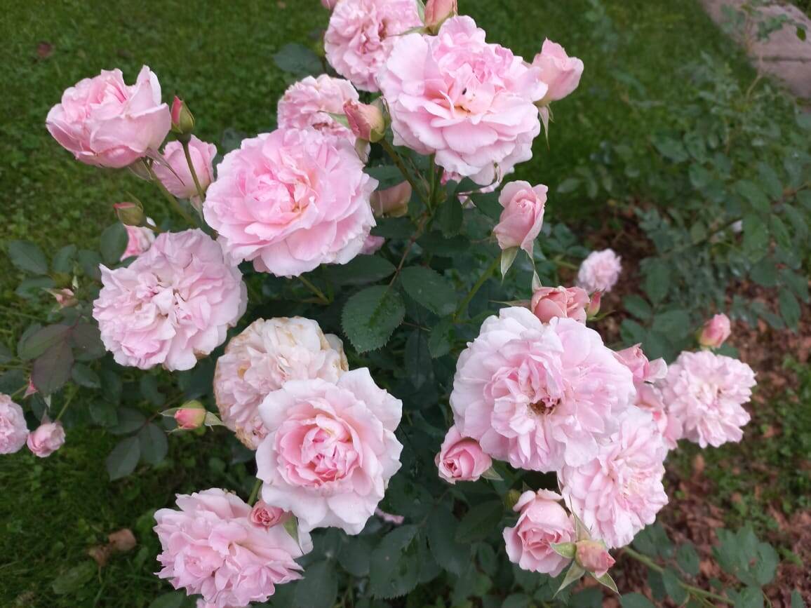 Морден Бланш