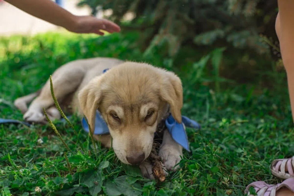    В ямальской базе домашних животных зарегистрировано 15 тысяч питомцев
