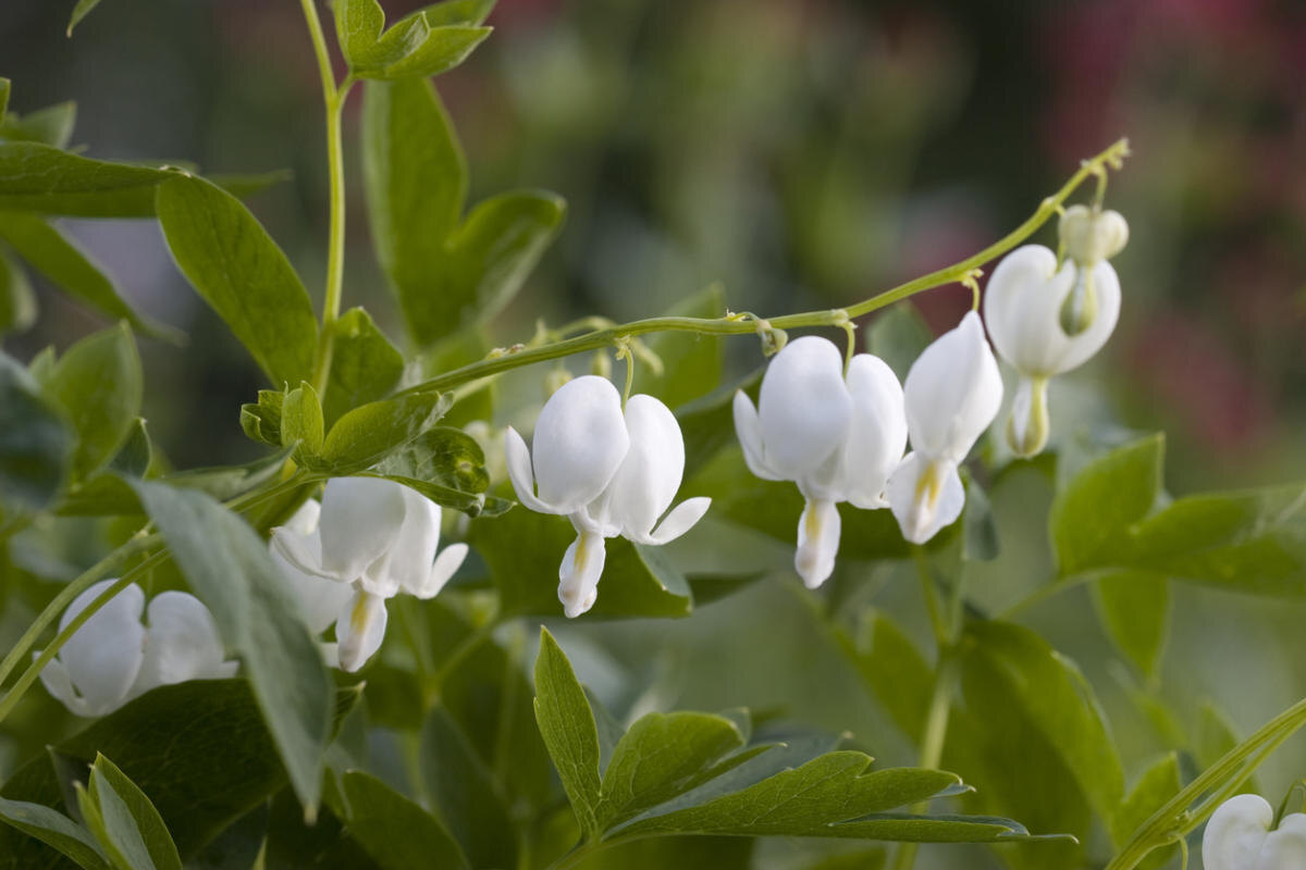 Белаяй дицентра