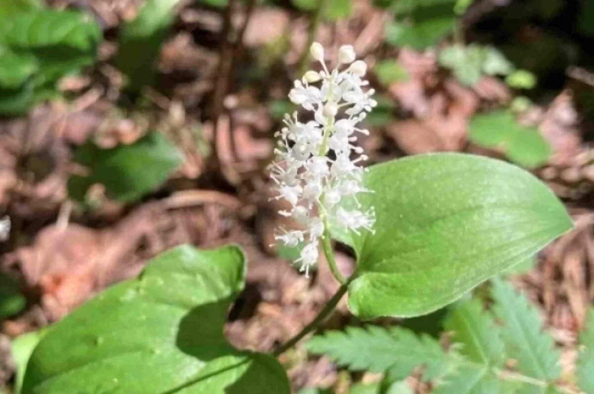    В Челябинской области распустился ландыш с ядовитыми ягодами