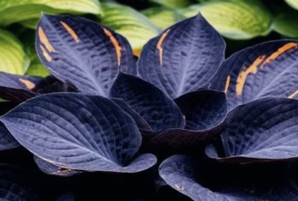 фото открытых источников 