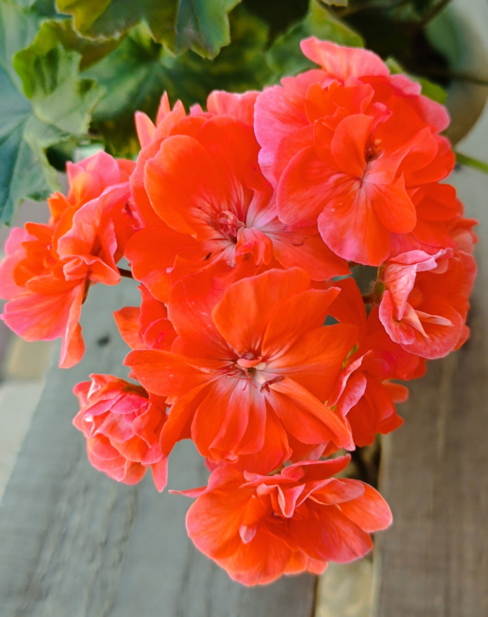 Пеларгония ЮВ Феникс. Цветы крупные и очень красивые. 