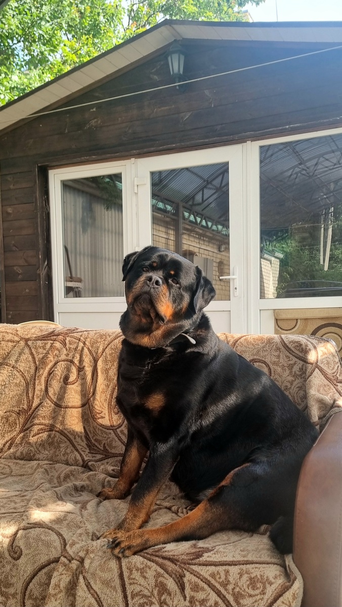 "Хозяин, подойди ко мне!" Написано во взгляде. 😉