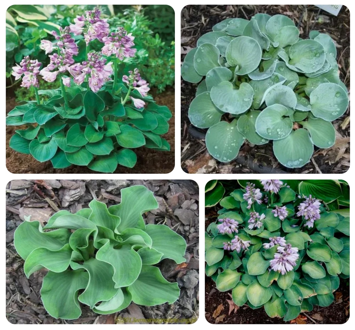 Коллаж из Яндекс.картинки - просто иллюстрация!