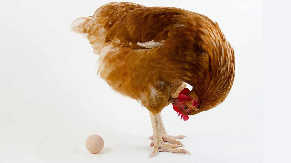 Дрожжи повышают яйценоскость на 10–20% — проверено!