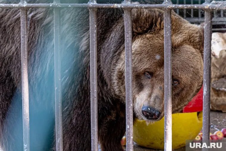 Прокуратура обнаружила организацию, которая незаконно разводила диких зверей. Фото: Руслан Яроцкий © URA.RU