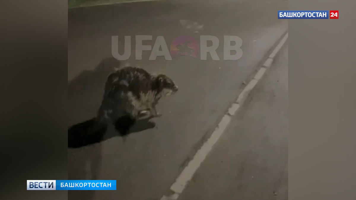    Уфимец встретил бобра на прогулке в городе