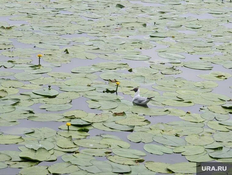 Озеро Малый Теренкуль в Чебаркульском районе. Фото: Мария Чернышова © URA.RU