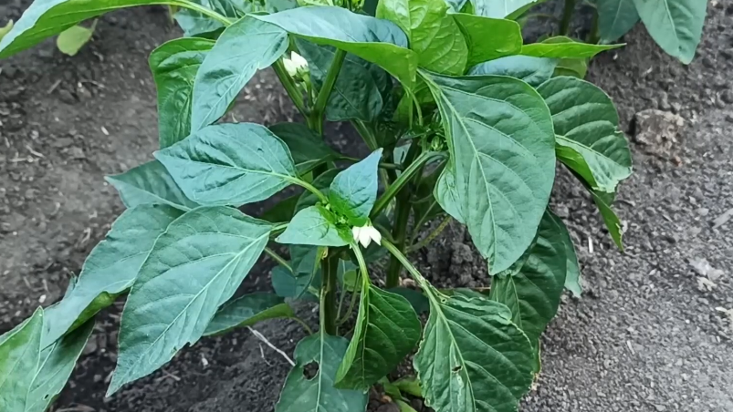 Так выглядели мои перцы до обработки - цветов много, завязей ноль