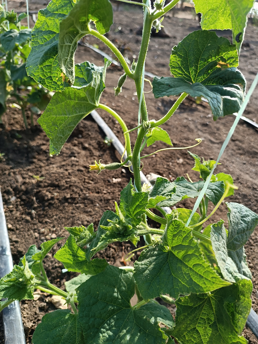 Ждем огурчики)) 