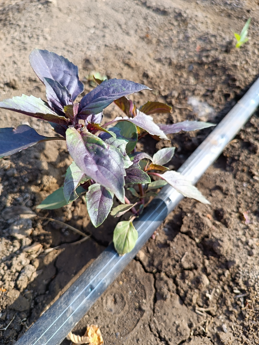 Вся семья любит базилик